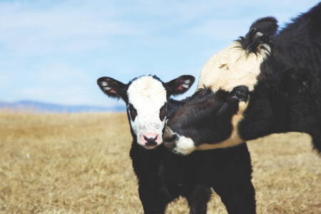Basic Livestock Care Skills Image